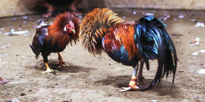 Video đá gà trực tiếp sắc nét, rõ rà ng Video đá gà trực tiếp sắc nét, rõ rà ng