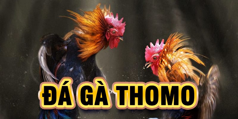 Äá Gà Thomo