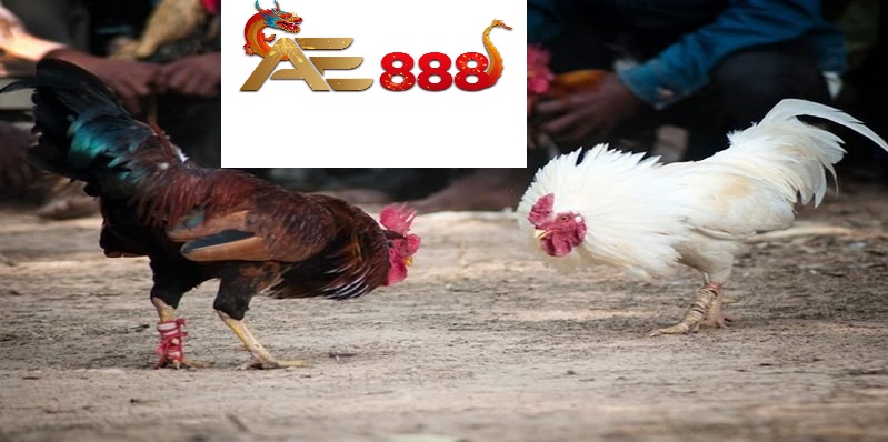 Hướng dẫn tham gia xem đá gà Hướng dẫn tham gia xem đá gà
