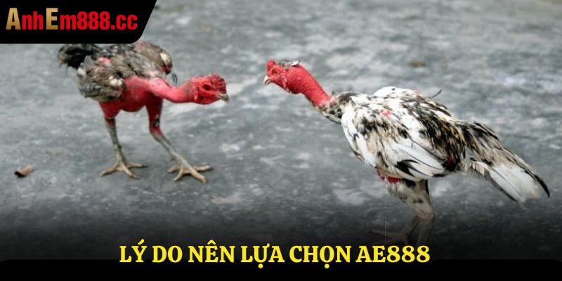 Lý do nên chọn AE888 để xem trực tiếp đá gà C3