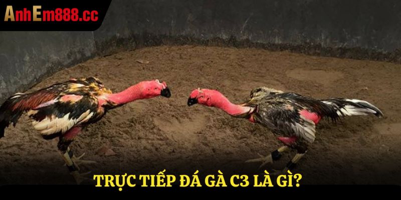 Tìm hiểu về trực tiếp đá gà C3 là gì?