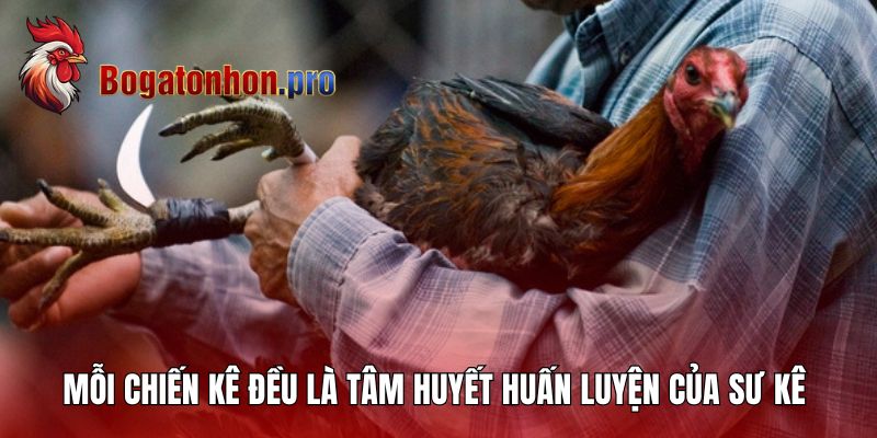 Mỗi chiến kê đều là tâm huyết huấn luyện của sư kê Hưng Cần Thơ Mỗi chiến kê đều là tâm huyết huấn luyện của sư kê Hưng Cần Thơ